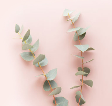 flowers and eucaaliptus composition M9PL2FC 2